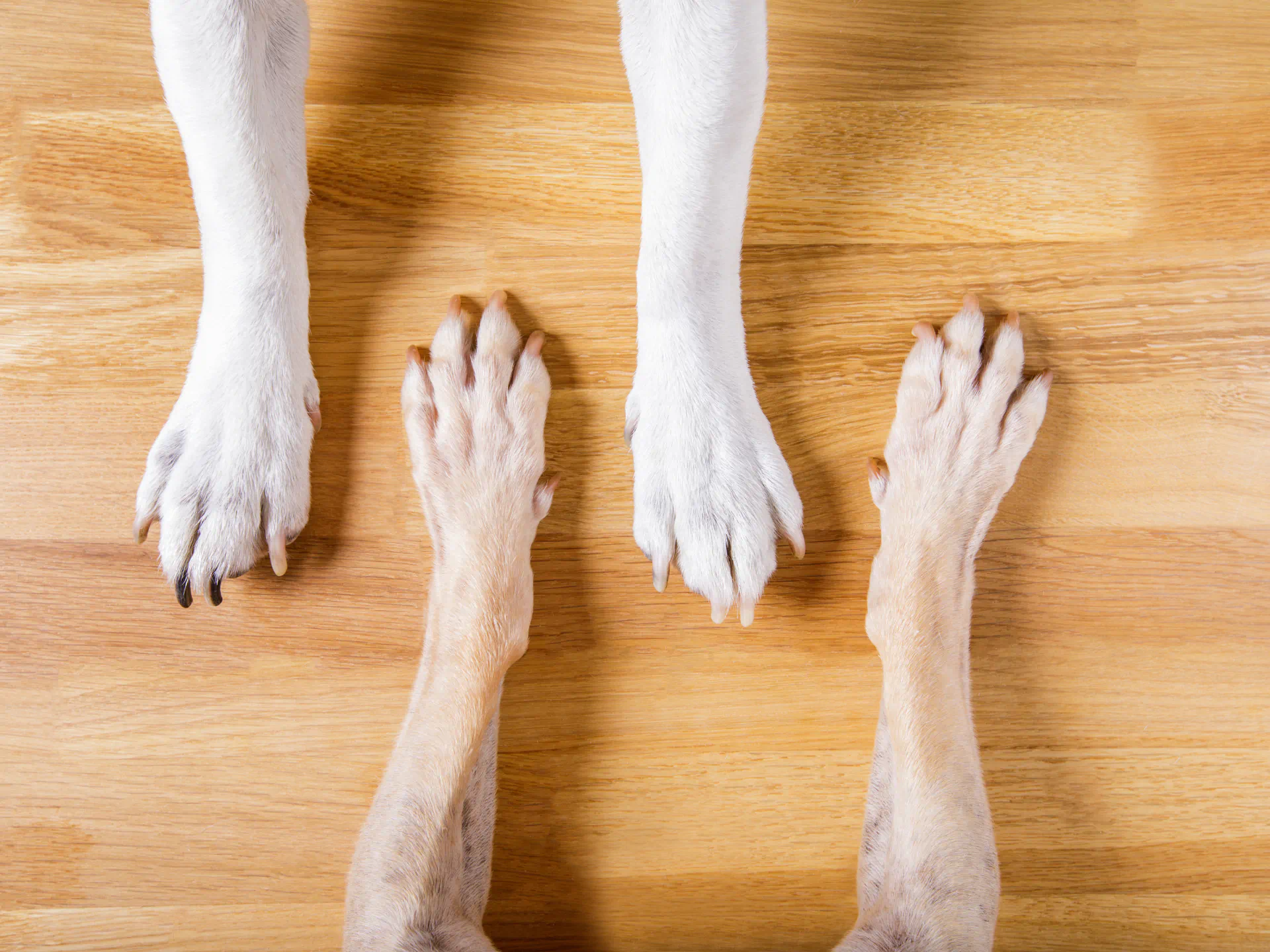 dog paws on wooden flooring 1